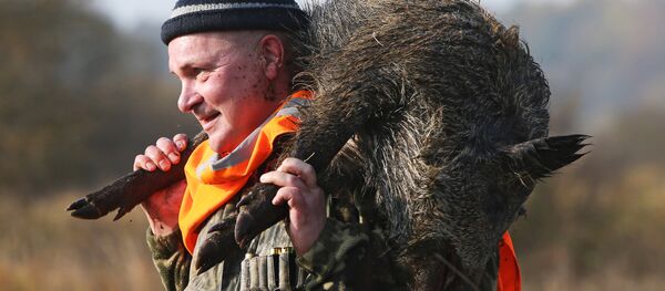 Охота на кабана. - Sputnik Молдова