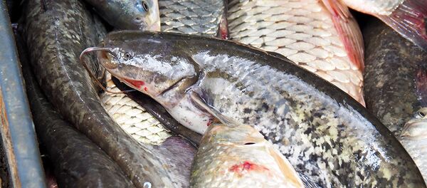 Вилково - Sputnik Молдова