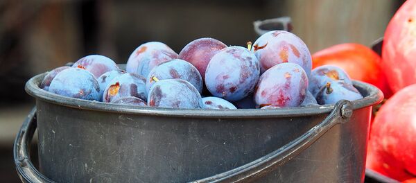 Слива - Sputnik Молдова