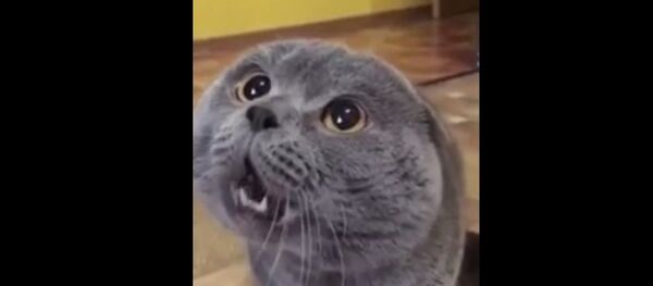 Говорящий кот - Sputnik Молдова