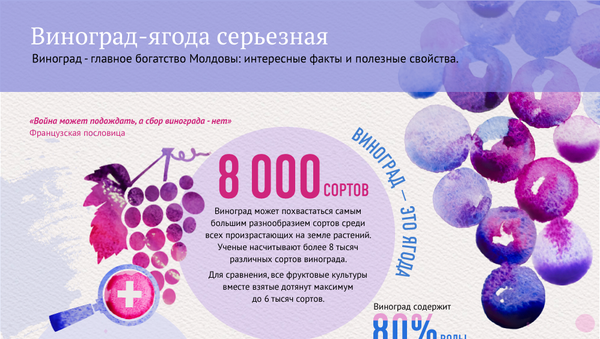Виноград-ягода серьезная - Sputnik Молдова