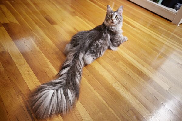 Попавший в Книгу рекордов Гиннесса - 2018 как обладатель самого длинного хвоста кот Cygnus - Sputnik Молдова