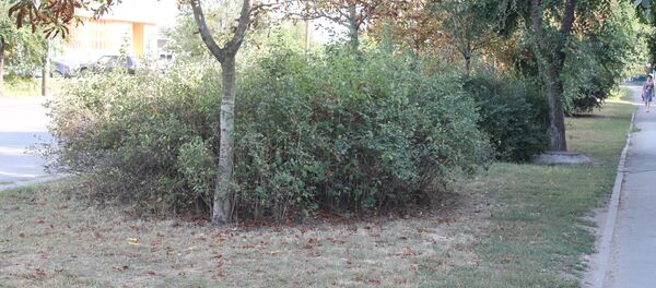 Tufari in Chișinău - Sputnik Moldova