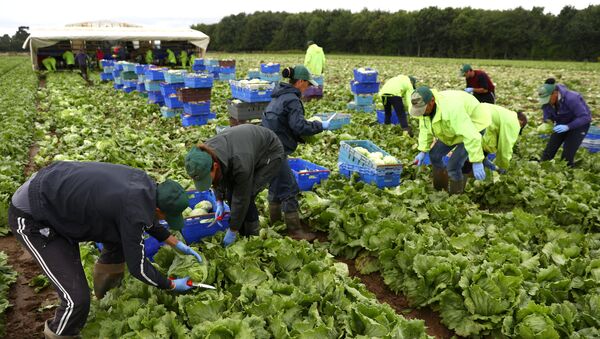 Migrant workers pick lettuce on a farm in Kent, Britain July 24, 2017. Picture taken July 24, 2017 - Sputnik Moldova-România
