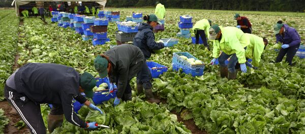 Migrant workers pick lettuce on a farm in Kent, Britain July 24, 2017. Picture taken July 24, 2017 - Sputnik Moldova-România