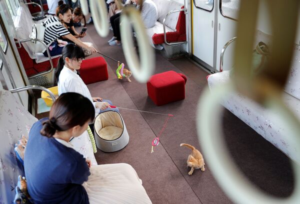 Пассажиры играют с котятами в вагоне-ресторане специального котопоезда в Огаки, Япония - Sputnik Молдова