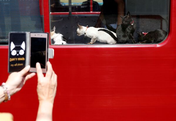 Женщина фотографирует котят в окне вагона-ресторане специального котопоезда в Огаки, Япония - Sputnik Молдова