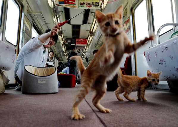 Пассажиры играют с котятами в вагоне-ресторане специального котопоезда в Огаки, Япония - Sputnik Молдова
