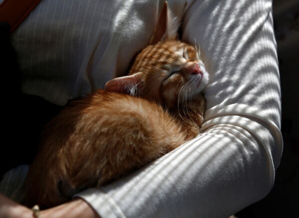 Кот спит на руках пассажира в кошачьем поезде-кафе, созданном для привлечения внимания к бездомным кошкам, в городе Огаки, Япония - Sputnik Молдова