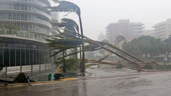 Поваленные ураганом Ирма деревья в Майами, Флорида - Sputnik Moldova-România