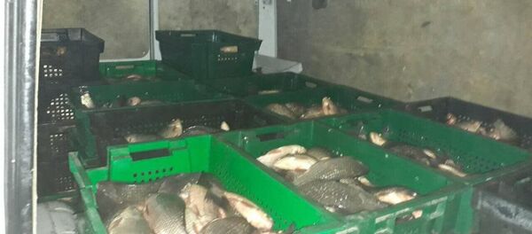 Pește proaspăt - Sputnik Moldova