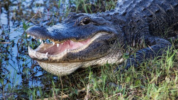8-Foot Alligator Found in Florida With Man's Body in Its Mouth - Sputnik Moldova-România
