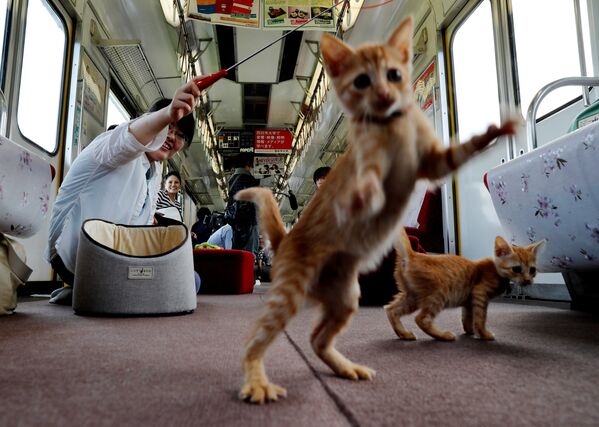 Пассажиры специального котопоезда, который появился в городе Огаки, Япония - Sputnik Молдова