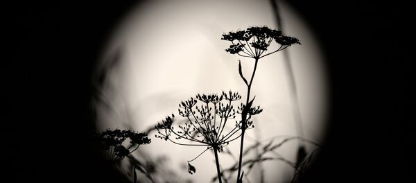 Космическое явление - суперлуние - Sputnik Молдова