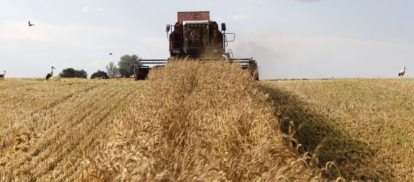 Уборка зерновых в Белоруссии - Sputnik Moldova