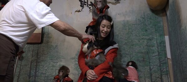 Официанты-макаки развлекают гостей в одном из японских баров Официанты-макаки развлекают гостей в одном из японских баров - Sputnik Молдова