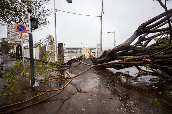 Вырванное с корнями дерево после прохождения урагана Мария в  Гваделупе - Sputnik Молдова