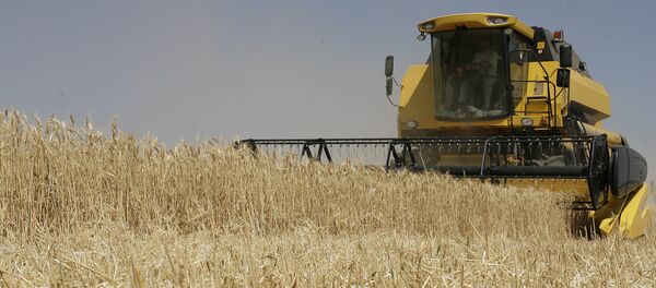 Уборка урожая зерновых культур Уборка урожая зерновых культур - Sputnik Moldova-România