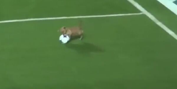 Собака на поле Собака на поле - Sputnik Молдова