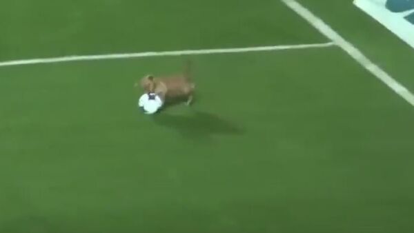 Un câine pe terenul de fotbal - Sputnik Moldova