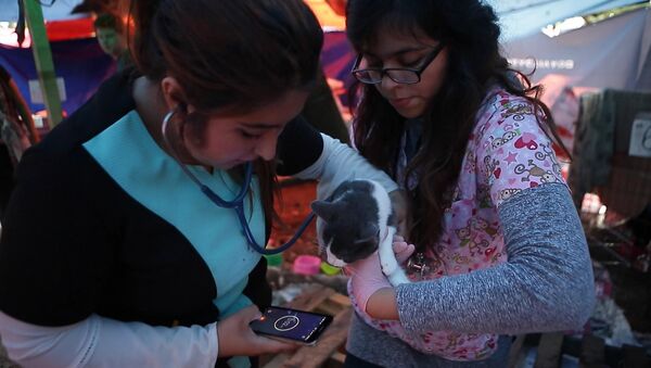 Приют для пострадавших от землетрясения в Мехико животных - Sputnik Молдова
