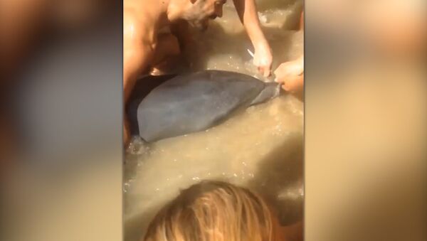 В Испании спасли дельфина, видео - Sputnik Молдова