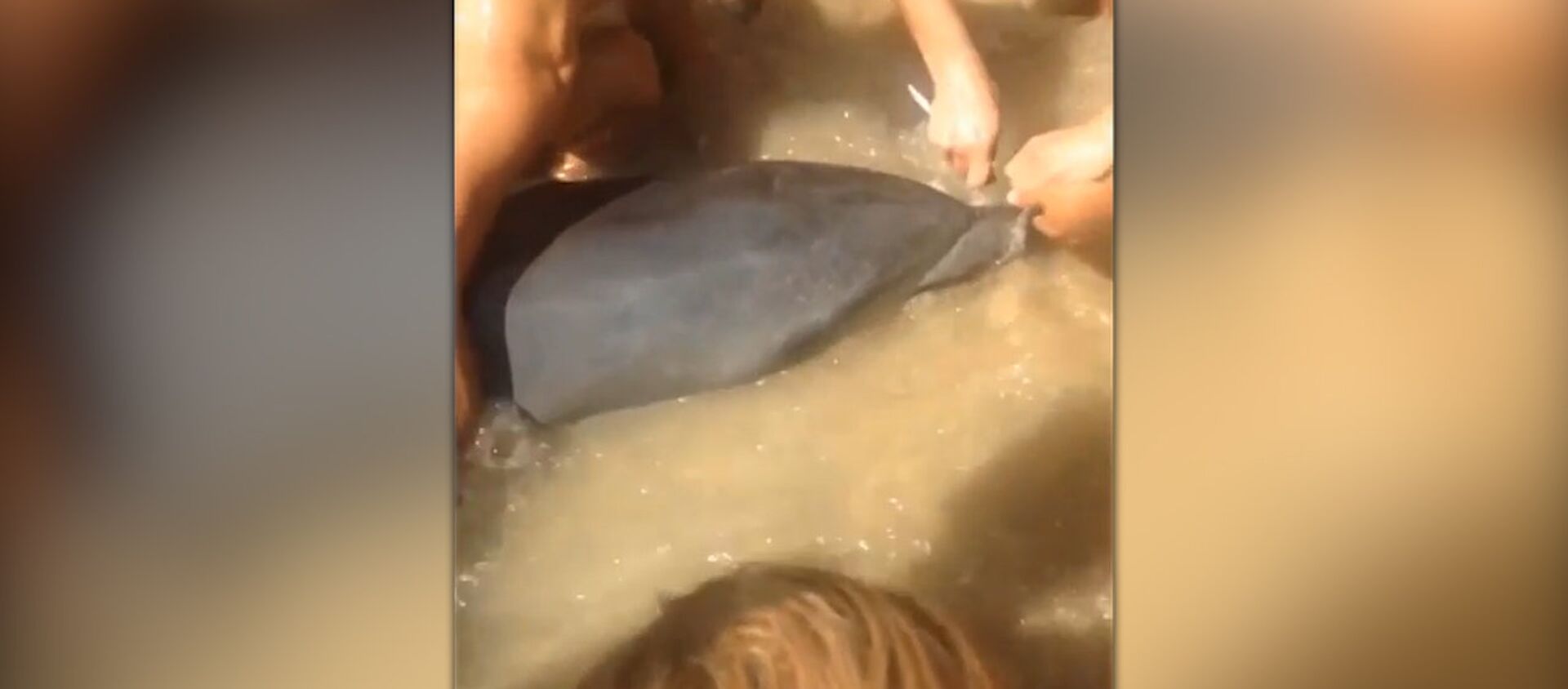 В Испании спасли дельфина, видео - Sputnik Moldova, 1920, 25.09.2017