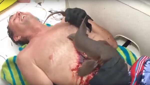 Акула-нянька впилась в живот рыбаку во Флориде, видео - Sputnik Молдова