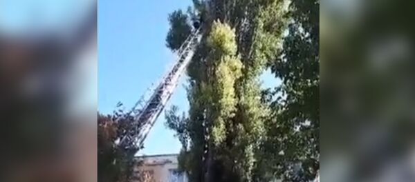 Спасение кота Спасение кота - Sputnik Молдова