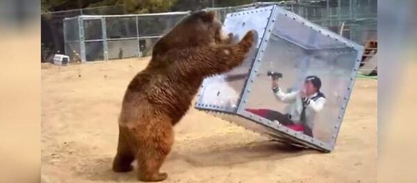 Экстремальное селфи медведя в зоопарке Экстремальное селфи медведя в зоопарке - Sputnik Молдова