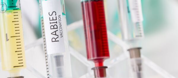 Прививание от вируса бешенства - Sputnik Молдова