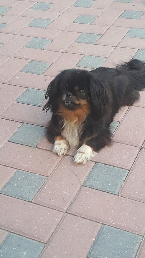 Lada - Sputnik Moldova