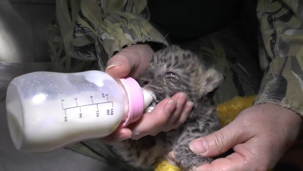 Детеныш дальневосточного леопарда родился в ялтинском зоопарке - Sputnik Молдова