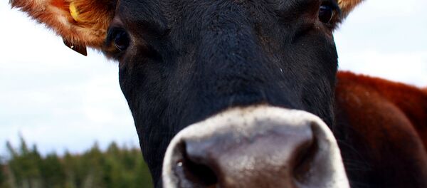 Корова на пастбище. Архивное фото Корова на пастбище. Архивное фото - Sputnik Молдова