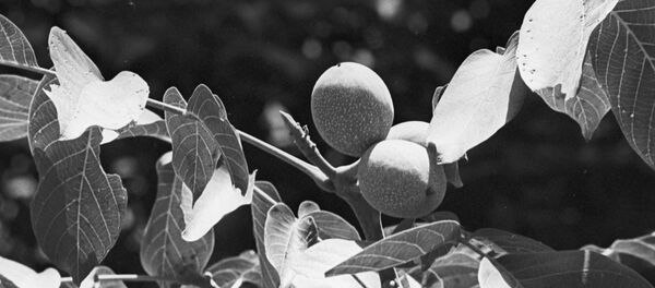 Грецкий орех - Sputnik Молдова