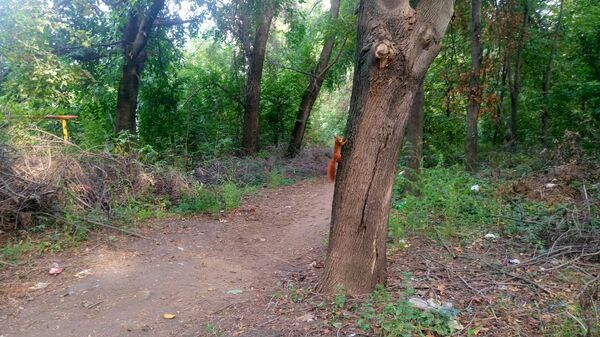 Crengi uscate în parcul Valea Trandafirilor Chișinău Crengi uscate în parcul Valea Trandafirilor Chișinău - Sputnik Moldova