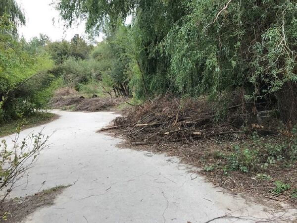 Crengi uscate în parcul Valea Trandafirilor Chișinău Crengi uscate în parcul Valea Trandafirilor Chișinău - Sputnik Moldova
