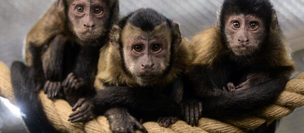 Brown Capuchin monkeys sit on a rope in an enclosure at the city zoo in Saint Petersburg on October 6, 2017. - Sputnik Молдова