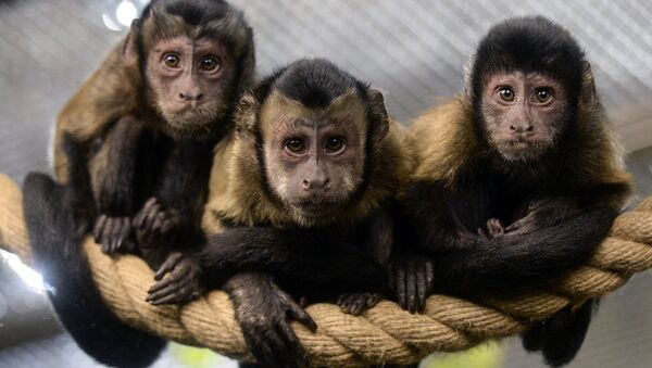 Brown Capuchin monkeys sit on a rope in an enclosure at the city zoo in Saint Petersburg on October 6, 2017. - Sputnik Молдова