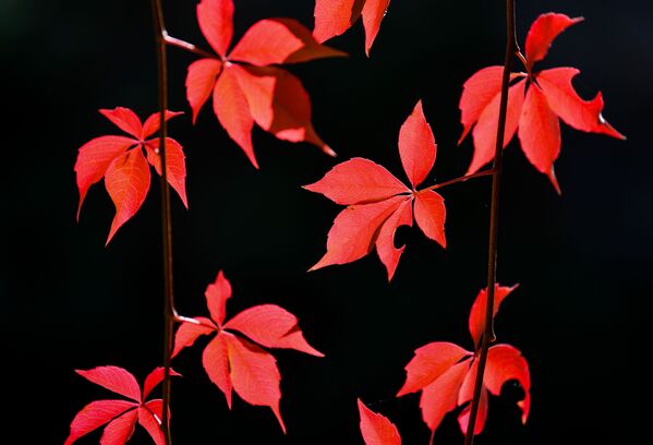 Красные осенние листы в саду в Германии - Sputnik Молдова