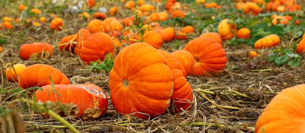 Тыквы на осеннем поле в Швейцарии - Sputnik Молдова