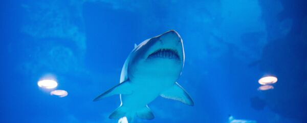 Центр океанографии и морской биологии Москвариум открылся на ВДНХ Центр океанографии и морской биологии Москвариум открылся на ВДНХ - Sputnik Молдова