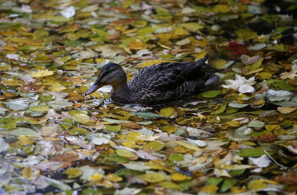 O rățușcă înoată printre frunzele ce plutesc pe apă, parcul Neskucinâi din Moscova - Sputnik Moldova