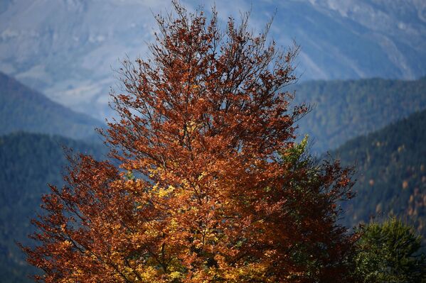 Un arbore în straie de toamnă din Alpii francezi - Sputnik Moldova
