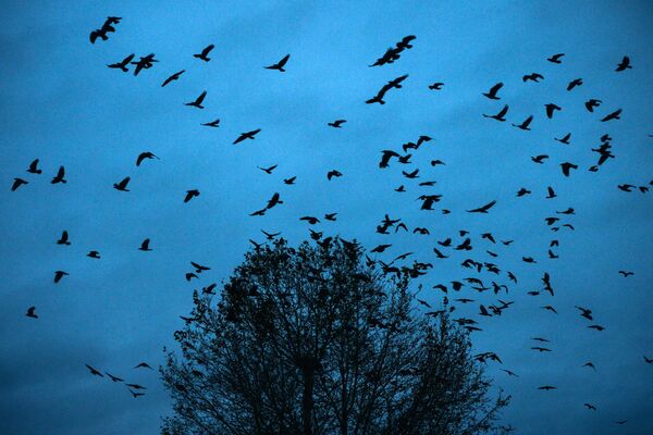 Păsări pe cerul regiunii Kemerovo - Sputnik Moldova
