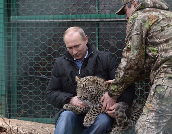 Президент России Владимир Путин во время посещения Центра разведения и реабилитации леопарда в Сочи - Sputnik Молдова