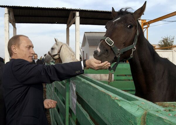Президент России Владимир Путин во время посещения животноводческого комплекса агрофирмы Николаевская в Саратовской области - Sputnik Молдова