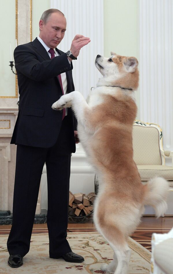 Президент России Владимир Путин с собакой Юмэ перед началом интервью в Кремле - Sputnik Молдова