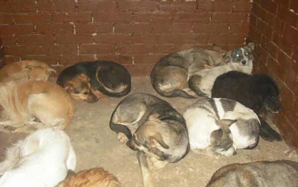 Собаки, отловленные и привезенные в Некрополь для животных - ничего хорошего их больше не ждет - Sputnik Молдова