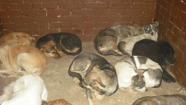 Собаки, отловленные и привезенные в Некрополь для животных - ничего хорошего их больше не ждет - Sputnik Молдова